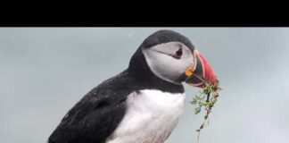 Animals may replace historic figures on UK banknotes