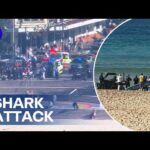 Woman fighting for life after Sydney shark attack | 9 News Australia