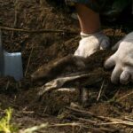 Gloved hands digging in soil beside a shovel