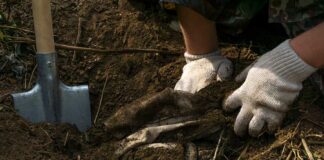 Gloved hands digging in soil beside a shovel