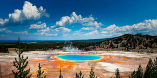 Grand Prismatic Spring with trees and mountains in background.