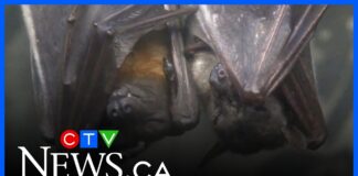 Bat bite proved fatal for Ontario child in 2024