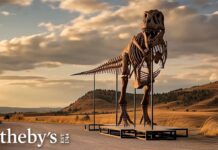 Record T. rex Sale Sparks Ownership War Uncovering a 38-Foot-Long T-Rex Skeleton: Meet Gus the T-Rex | Sotheby’s