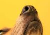 Microchip Magic Ends 10-Day Nightmare dog nose close-up on yellow background