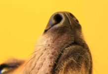 Microchip Magic Ends 10-Day Nightmare dog nose close-up on yellow background