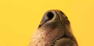 dog nose close-up on yellow background