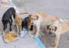 A group of stray dogs gathered around food and water on the street