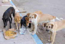 Rodent Tests Positive — Dogs Next A group of stray dogs gathered around food and water on the street
