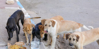 A group of stray dogs gathered around food and water on the street