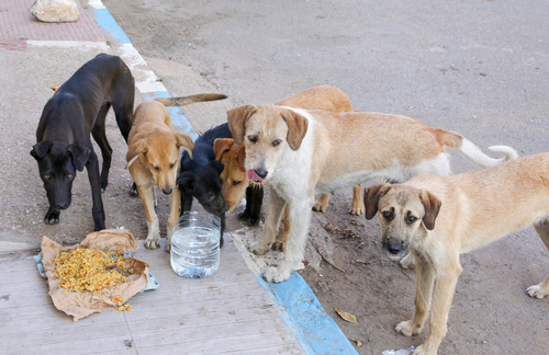 A group of stray dogs gathered around food and water on the street