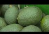 U.S. Inspector Threat Triggers Halt US suspends avocado inspections in Mexican state of Michoacan due to threat