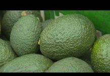 U.S. Inspector Threat Triggers Halt US suspends avocado inspections in Mexican state of Michoacan due to threat