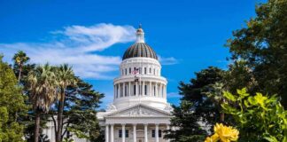 Capitol building with white dome framed by trees and yellow flowers
