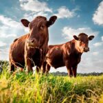 Ranchers Sound Alarm Over An Unexpected Disruption Two brown cows standing in a grassy field under a blue sky