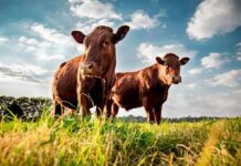 Ranchers Sound Alarm Over An Unexpected Disruption Two brown cows standing in a grassy field under a blue sky