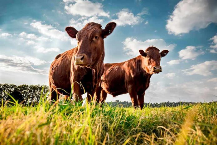 shutterstock_1125122366 Two brown cows standing in a grassy field under a blue sky