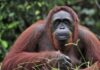 Orangutan resting in lush forest