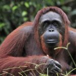 Orangutan resting in lush forest