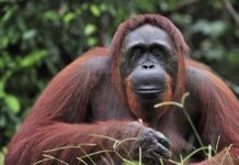 Raging Fires Force Daring Ape Evacuations Orangutan resting in lush forest