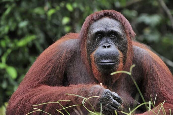 shutterstock_353834381 Orangutan resting in lush forest