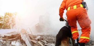 rescue worker with dog searching rubble