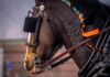horse in harness with orange and blue braided mane