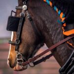 Tourist Death Sparks Industry Shutdown horse in harness with orange and blue braided mane