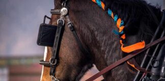 horse in harness with orange and blue braided mane