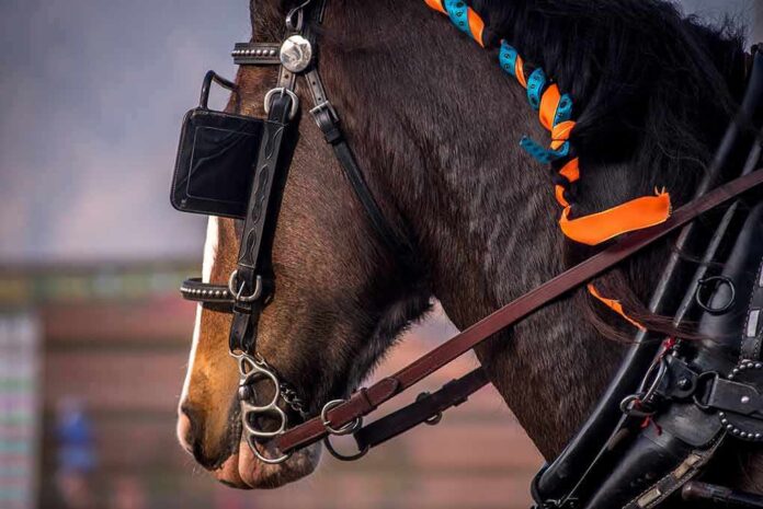 shutterstock_748309306 horse in harness with orange and blue braided mane