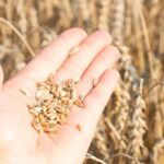 Hand holding wheat grains in a field.