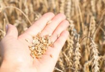 Hand holding wheat grains in a field.