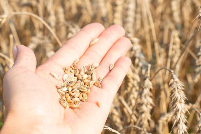 Hand holding wheat grains in a field.