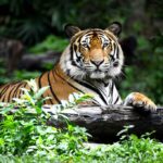 Tiger resting on a log in the jungle.