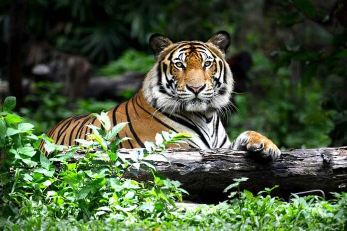 268586531 featured image Tiger resting on a log in the jungle.