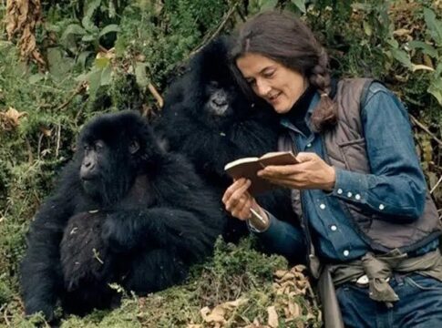 Dian Fossey reading a notebook with two mountain gorillas nearby