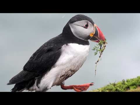 Animals may replace historic figures on UK banknotes