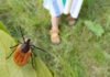 Tick on leaf with person standing in the background.