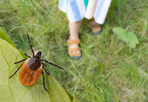 Tick on leaf with person standing in the background.