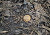 A lost coin surrounded by dry leaves and twigs