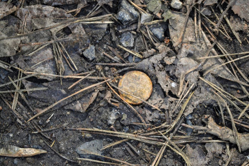 A lost coin surrounded by dry leaves and twigs
