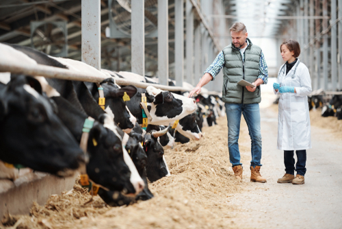 shutterstock_1504965485.jpg featured image Farmer and veterinarian inspecting cows in a dairy farm.