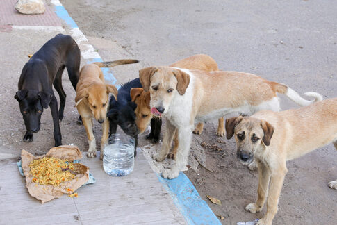 A group of stray dogs gathered around food and water on the street
