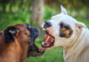 Two dogs facing each other and growling.