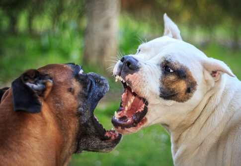 shutterstock_188977079.jpg Two dogs facing each other and growling.