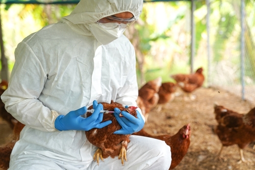 shutterstock_2153601575.jpg featured image Person in protective gear vaccinating chickens.